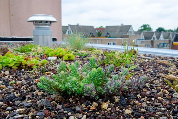 Amsterdam's blue-green roof by RESILIO.
