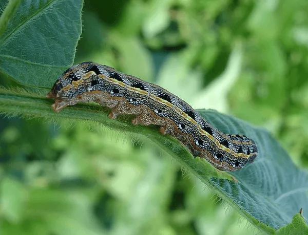 Invasive, fall armyworm endangering African crops. Source: Pixabay.