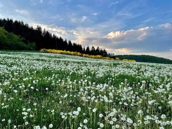 Dandelion shows heads on a field in Luxembourg.