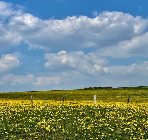 Dandelions in bloom in Luxembourg.