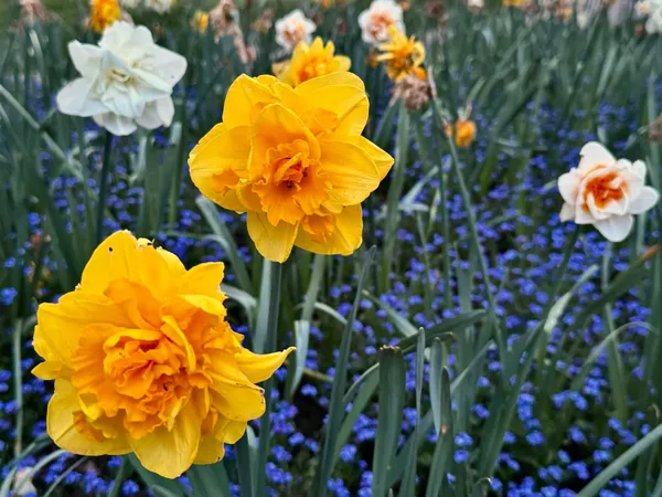 Golden Ducat daffodils; Replete double daffodils; Butter & Eggs daffodils; Low growing Veronica.