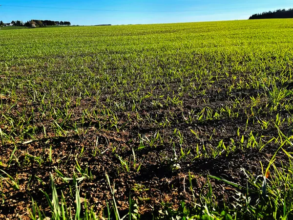 Green fields, in Luxembourg.