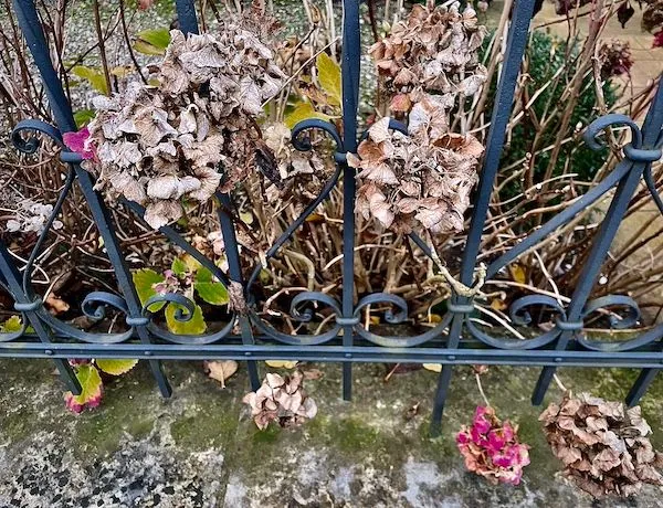 Hortensias in autumn and fence, in Luxembourg.