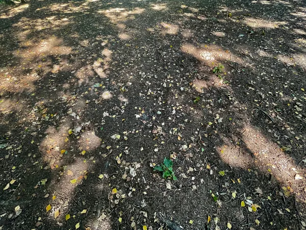 Soil with leaves and light designs, in Luxembourg.