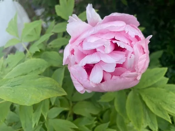 Closed pink peony flower.