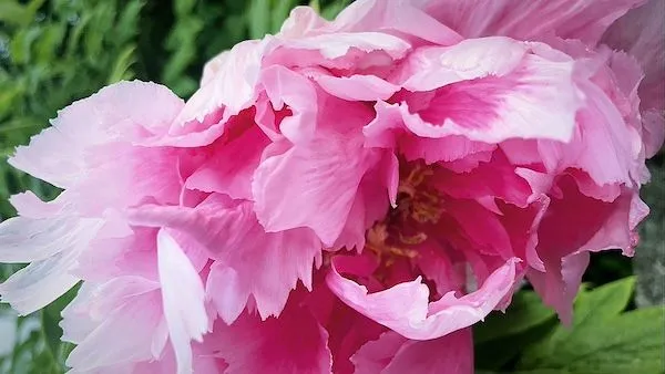 Pink peony in bloom.