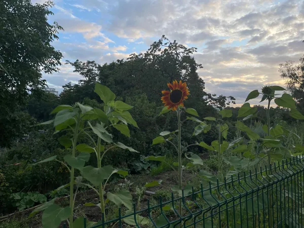 Sunflowers and fence, in Luxembourg.