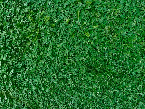 Green life skills: the life skills our youth needs