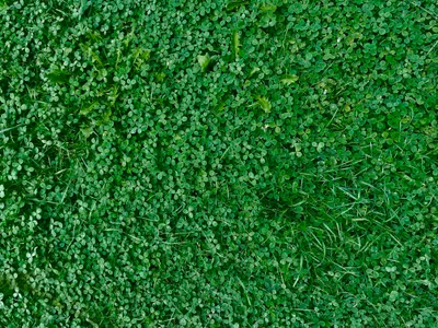 Green life skills: the life skills our youth needs