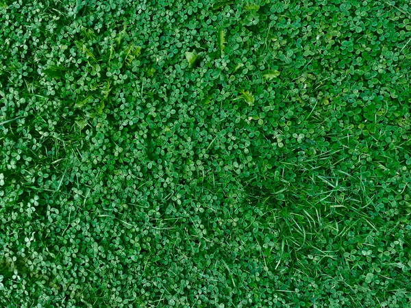 Trifolium repens lawn, in Luxembourg.